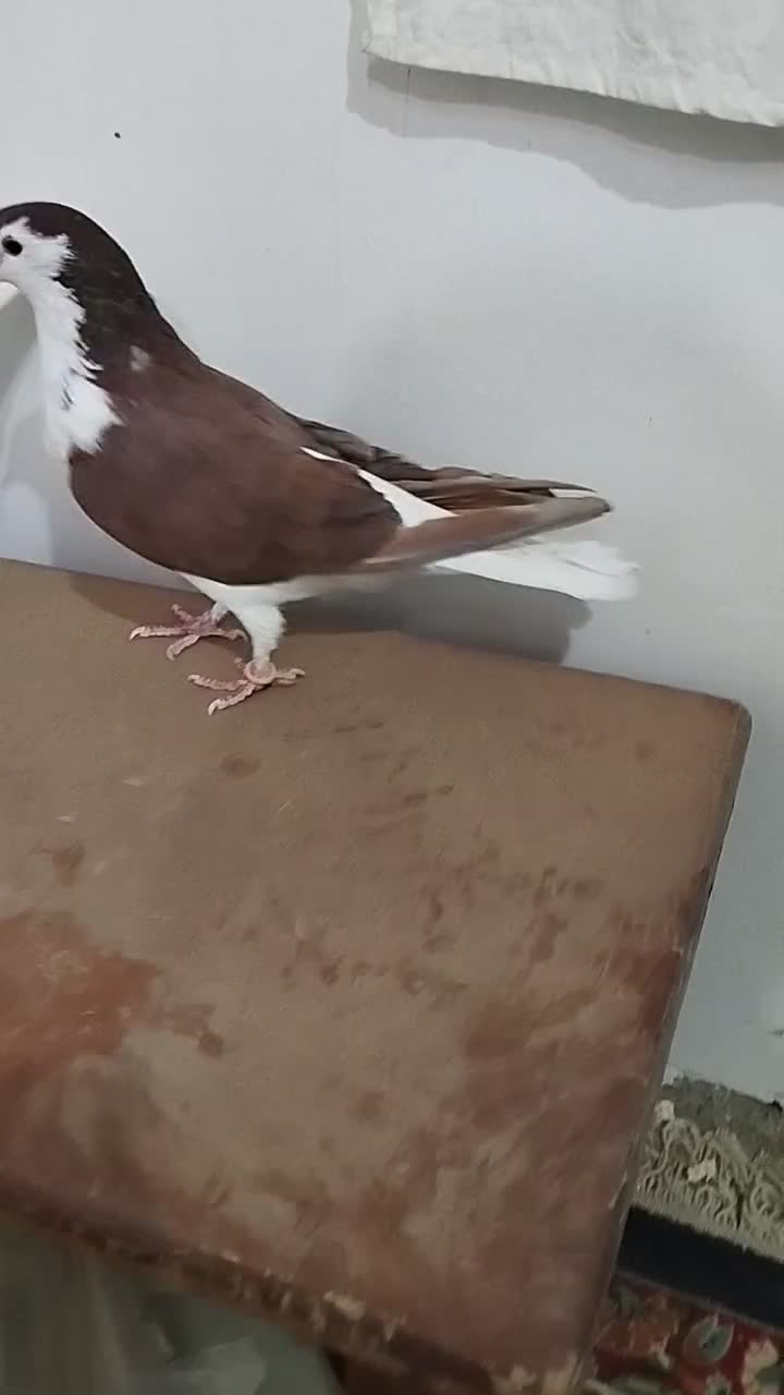 جفت ساده|پرنده|سبزوار, امیر کبیر|دیوار