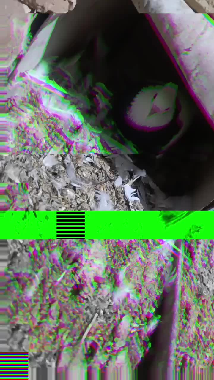 کبوتر|پرنده|خوسف, |دیوار