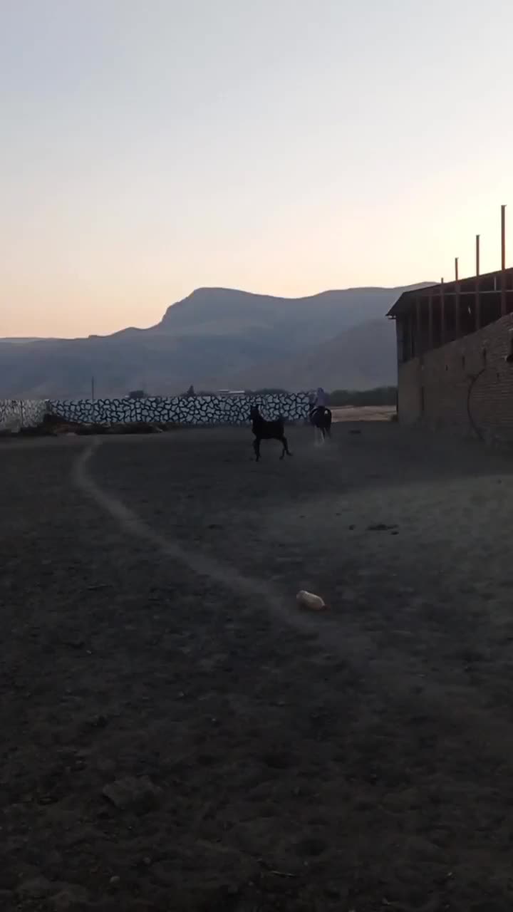 کره مادین کرد|اسب و تجهیزات اسب‌سواری|کرمانشاه, |دیوار
