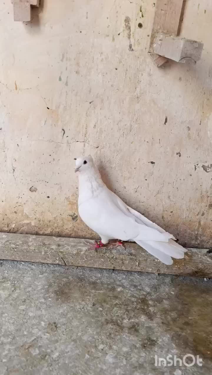 کفتر|پرنده|فیروزآباد (فارس), |دیوار