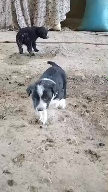 توله سگ قدرجونی|سگ|اصفهان, سرشبادران|دیوار