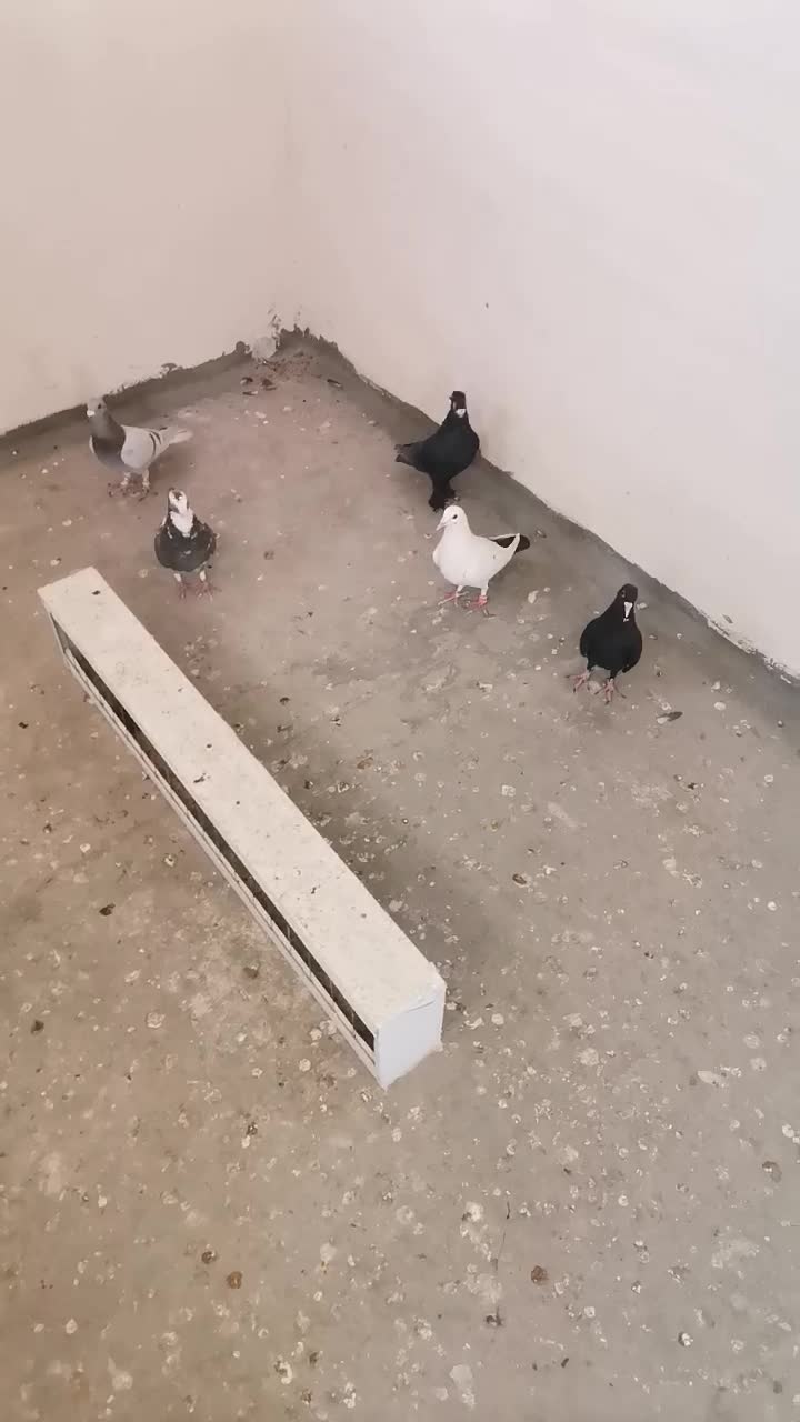 6عدد همه باهمن|پرنده|کرمان, |دیوار