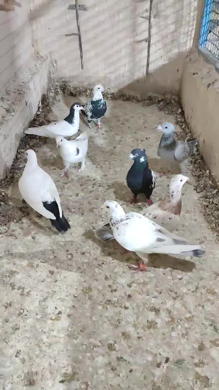 کفتر گرفتنی|پرنده|کاشمر, |دیوار