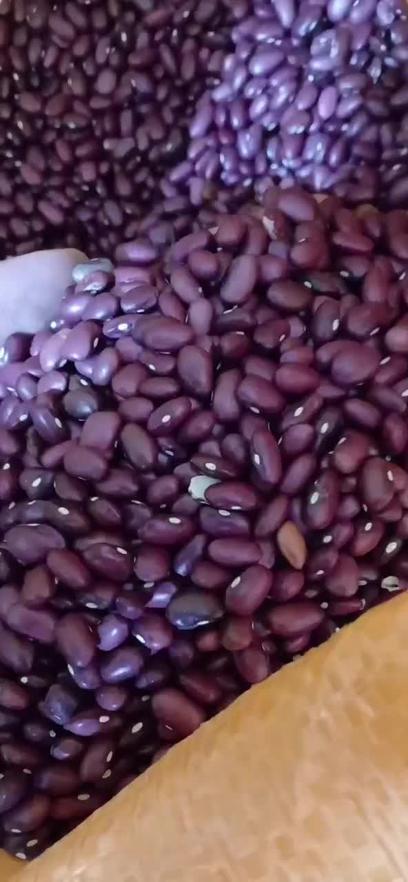 فروش لوبیا به صورت عمده|خوردنی و آشامیدنی|قم, جوی شور|دیوار