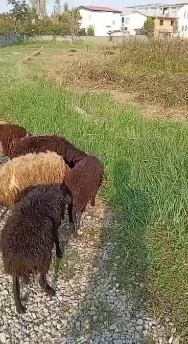 فروش تک و عمده گوسفندوبره زنده|حیوانات مزرعه|نوشهر, |دیوار