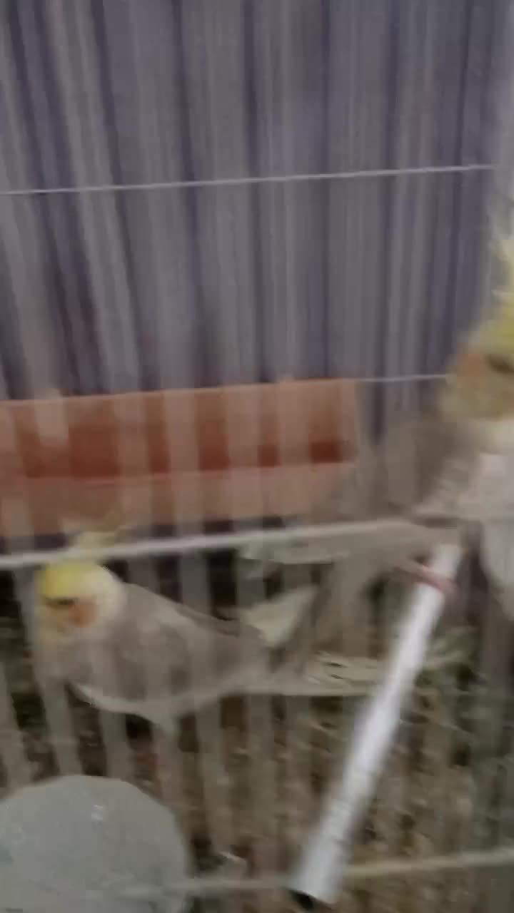 ۴ عدد عروس هلندی|پرنده|شاندیز, |دیوار