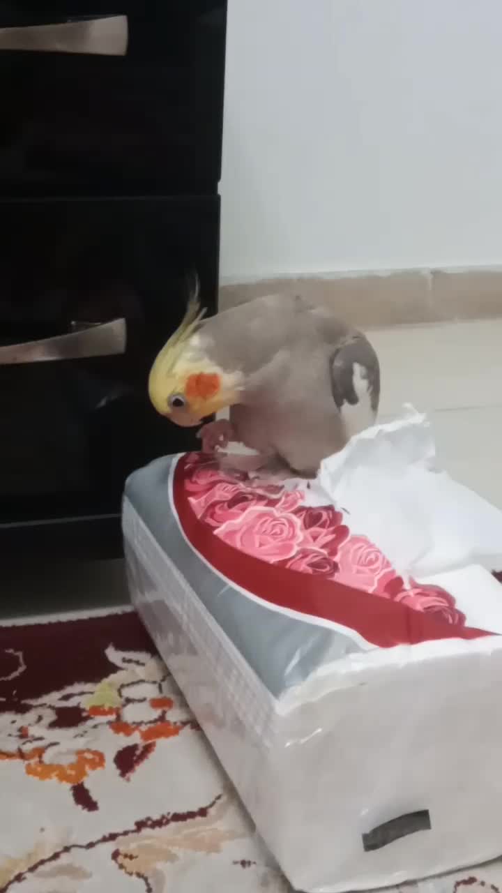 طوطی جمله ی کامل میگه مثال بدو درو باز کن ممد اومد|پرنده|آمل, |دیوار