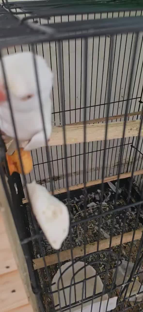 طوطی ملنگو سفید|پرنده|تنکابن, |دیوار