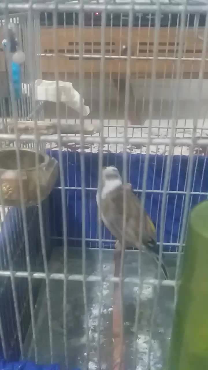 سهره قناری ابلق|پرنده|پاکدشت, پاکدشت (مامازند)|دیوار