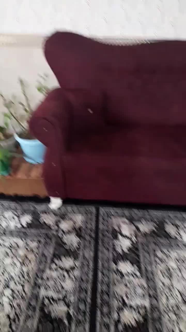 مبل|مبلمان خانگی و میز عسلی|سلماس, |دیوار