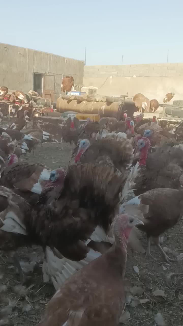 بوقلمون نر و ماده گوشتی|حیوانات مزرعه|بردسکن, |دیوار