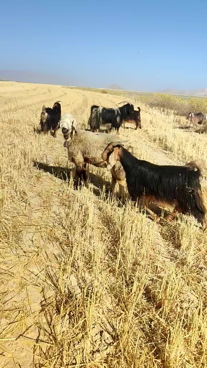 میش.بز|حیوانات مزرعه|بنارویه, |دیوار