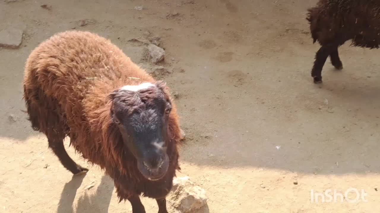 بره نر|حیوانات مزرعه|بیرانوند, |دیوار