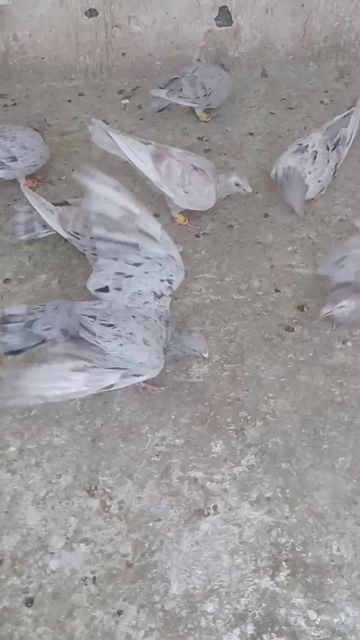 کبوتر|پرنده|قزوین, |دیوار