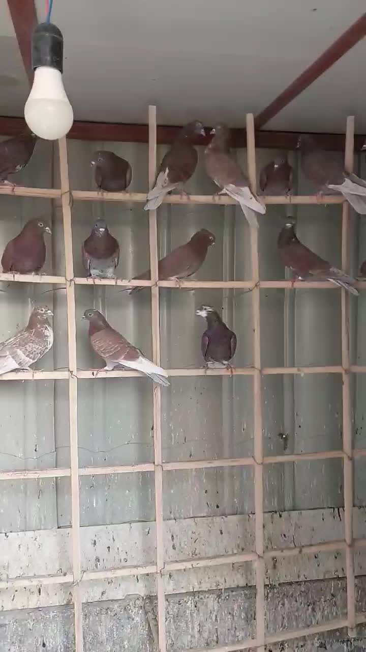 سرخ ناب گروی|پرنده|آران و بیدگل, |دیوار