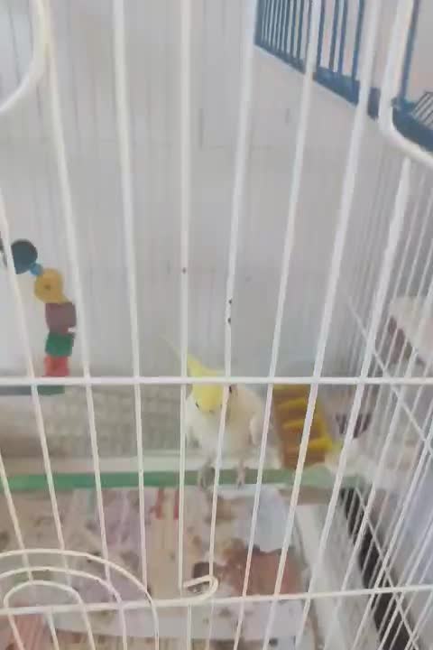 عروس هلندی|پرنده|فاضل آباد, |دیوار