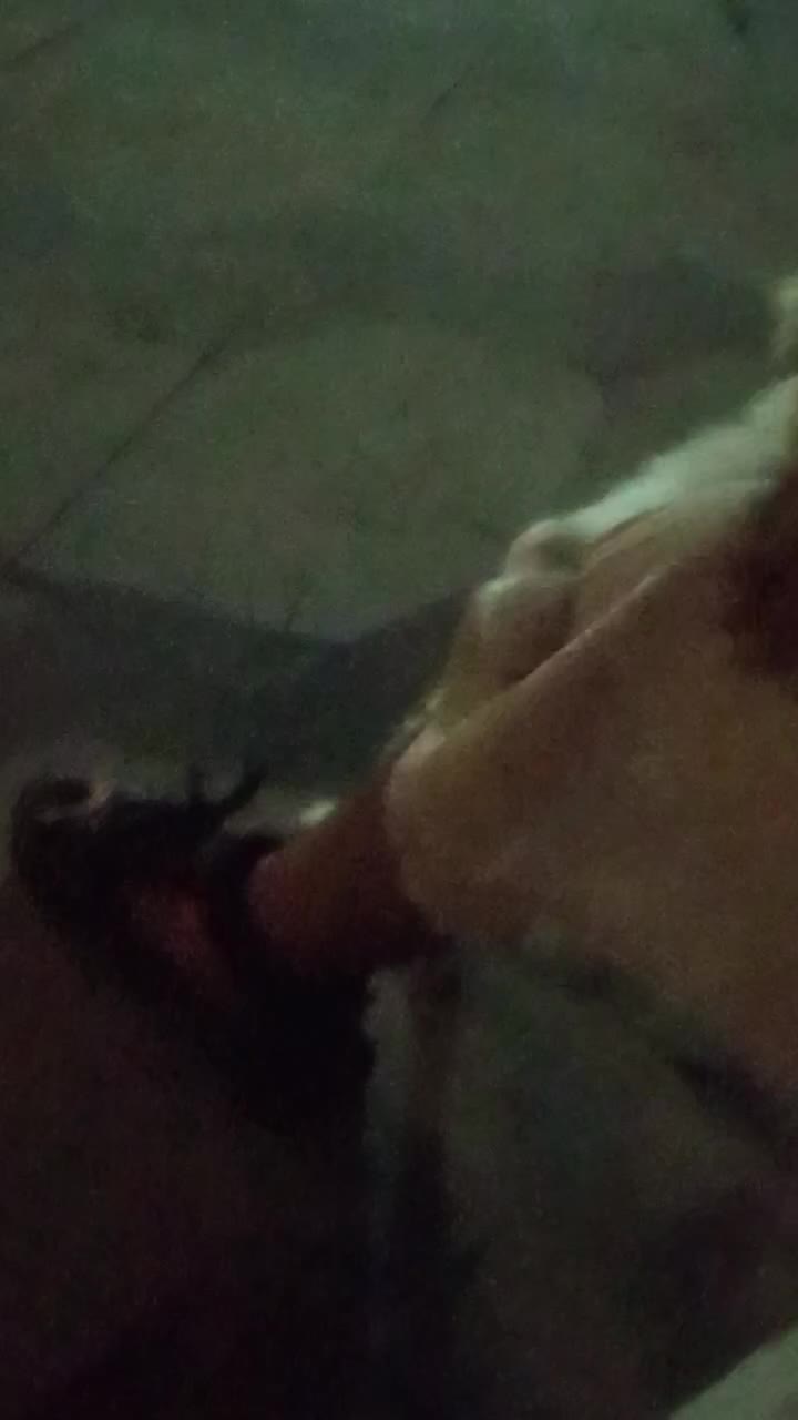 سگ پاکوتا|سگ|کازرون, |دیوار