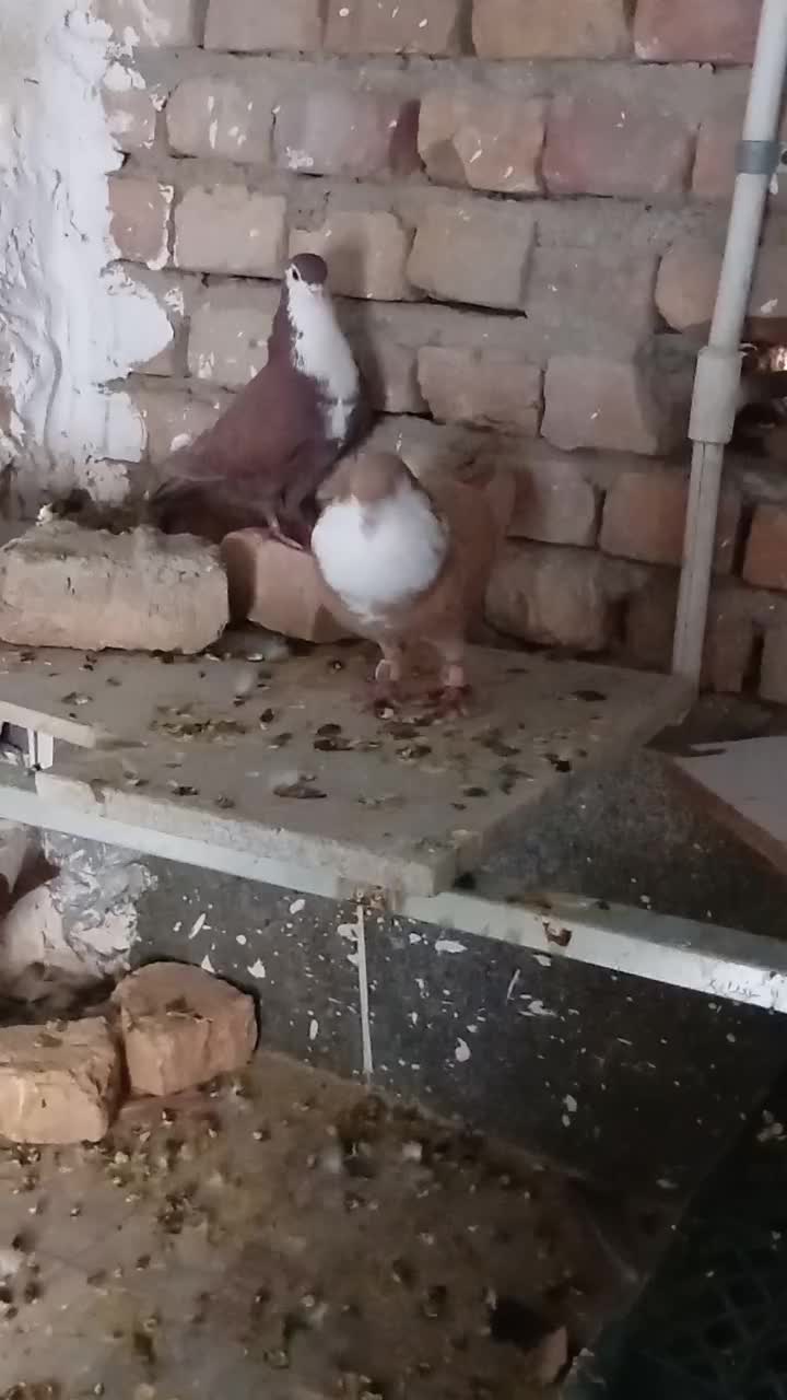 کبوتر ریش زرد|پرنده|سراوان, |دیوار