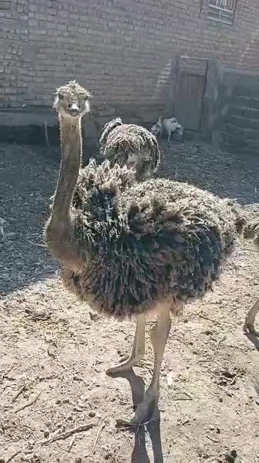 شترمرغ|حیوانات مزرعه|فریمان, |دیوار