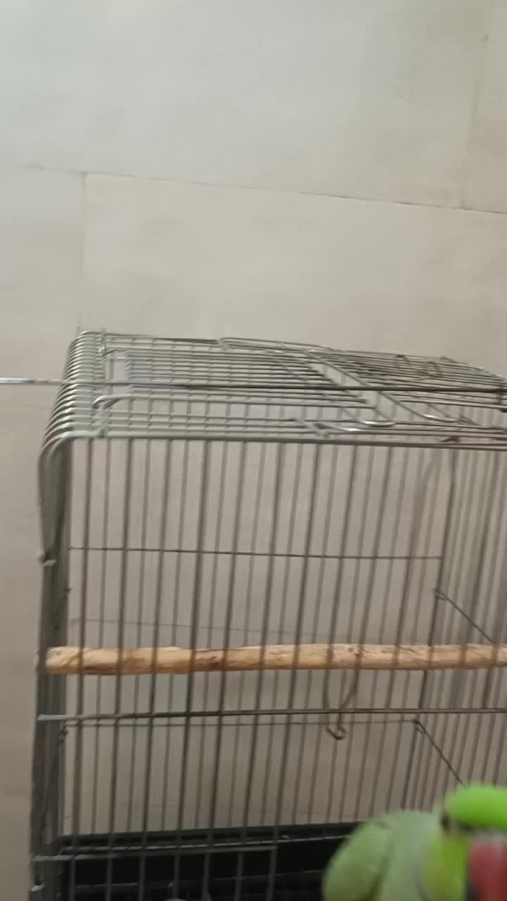 طوطی ملنگو سخنگو|پرنده|مشهد, رضاییه|دیوار