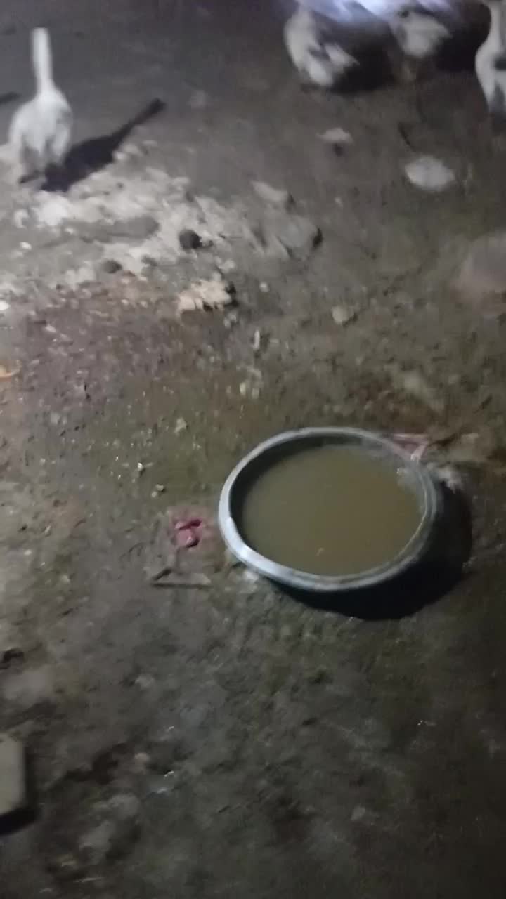 ۱۰عدد غاز سرحال|حیوانات مزرعه|بروجرد, |دیوار