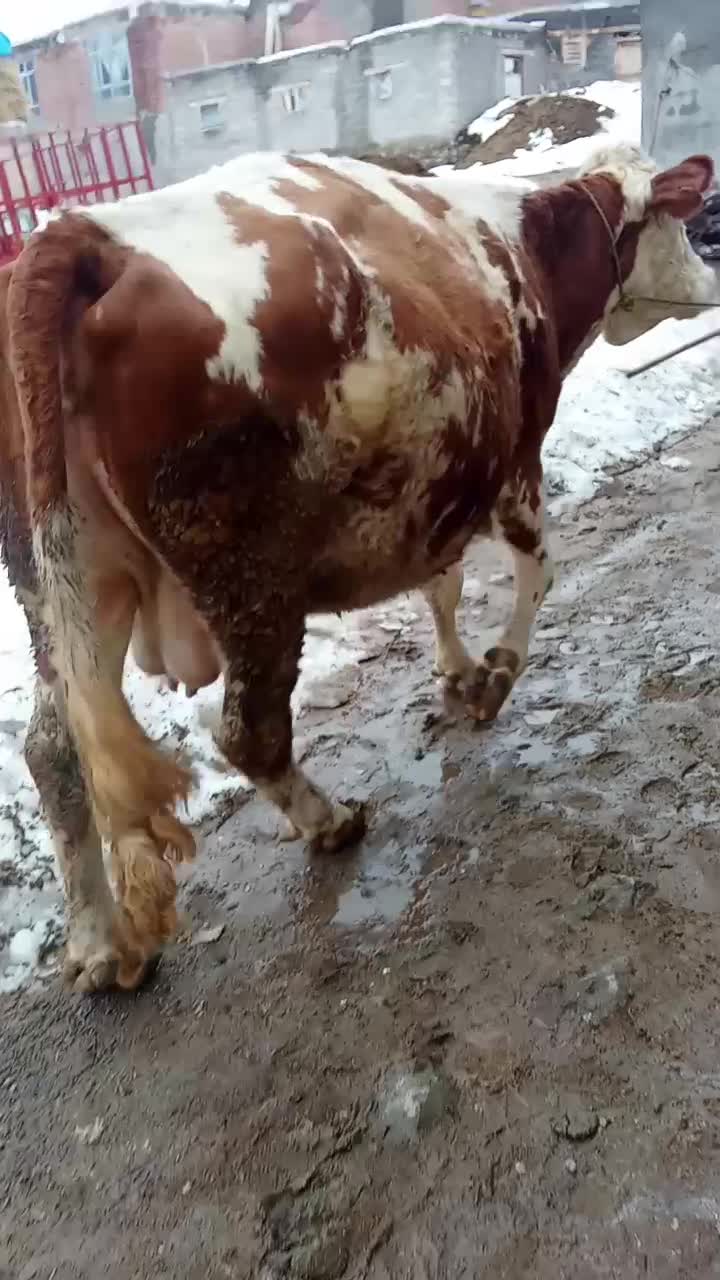 گاو سیمیتال شیری|حیوانات مزرعه|سراجو, |دیوار