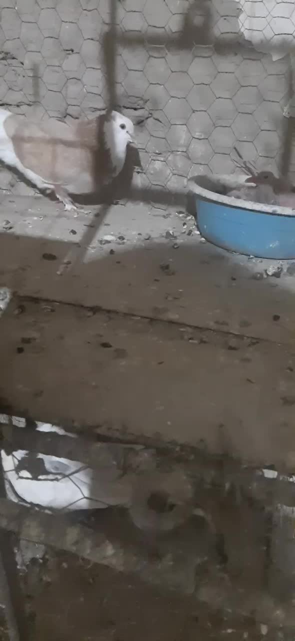 جفت شازده زرد کورکورو|پرنده|جزنیک, |دیوار