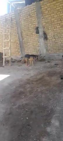 فروش ژرمن ورک|سگ|استهبان, |دیوار