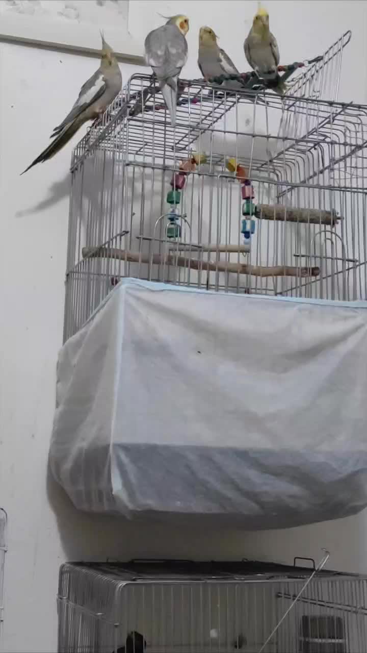 عروس هلندی و فنچ وقفس|پرنده|قزوین, |دیوار