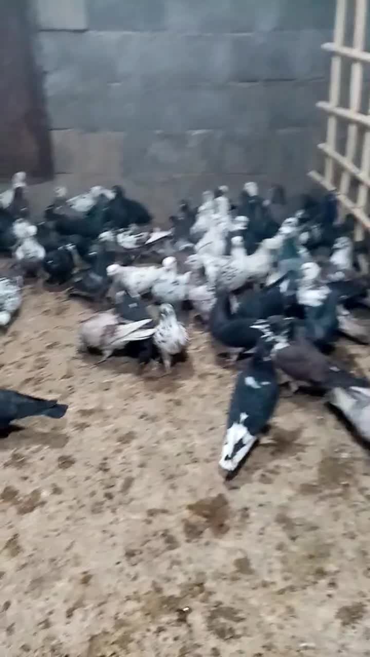 کبوتر|پرنده|سیرجان, |دیوار