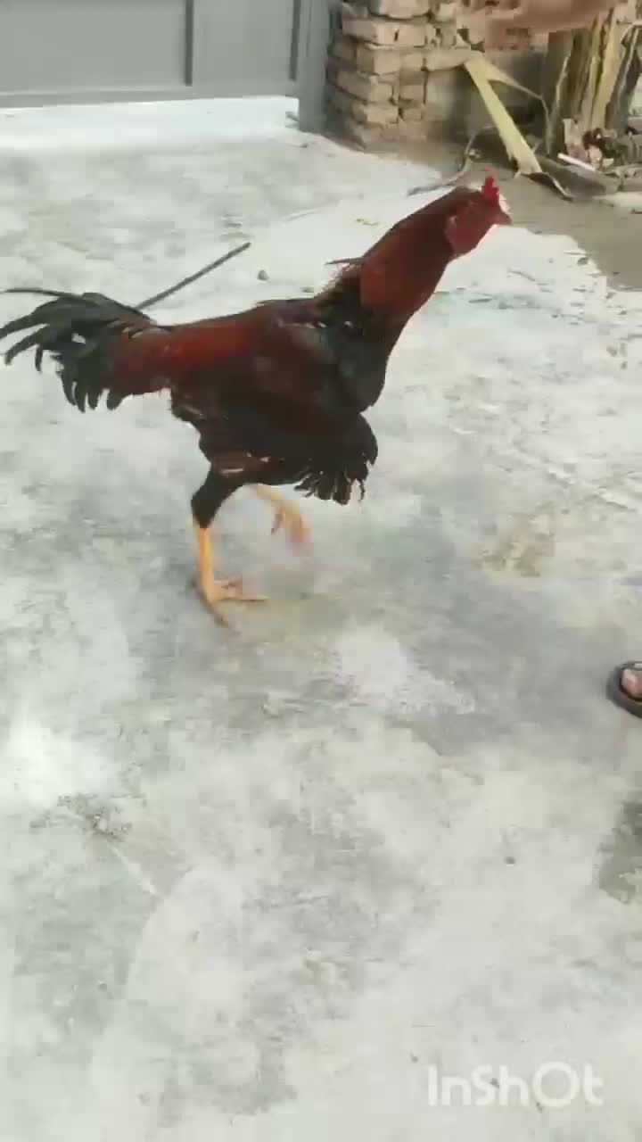 لاری|حیوانات مزرعه|گرگان, |دیوار