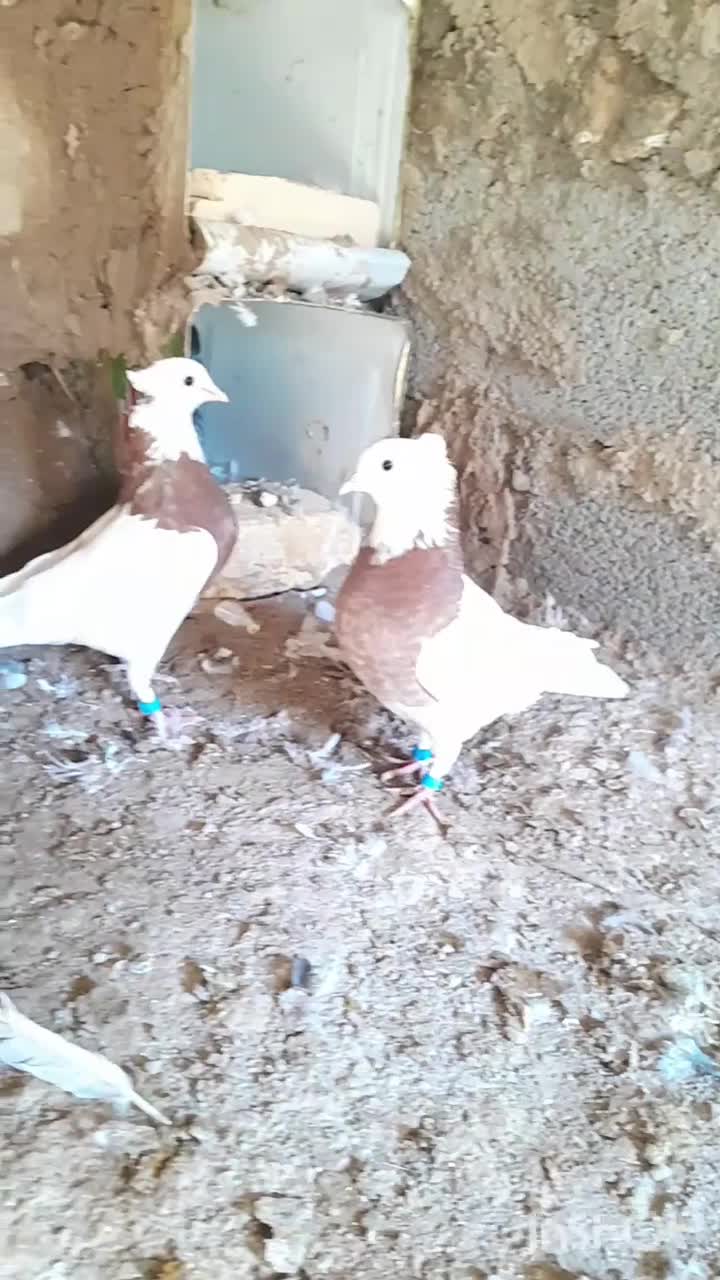 پرنده|پرنده|خوسف, |دیوار