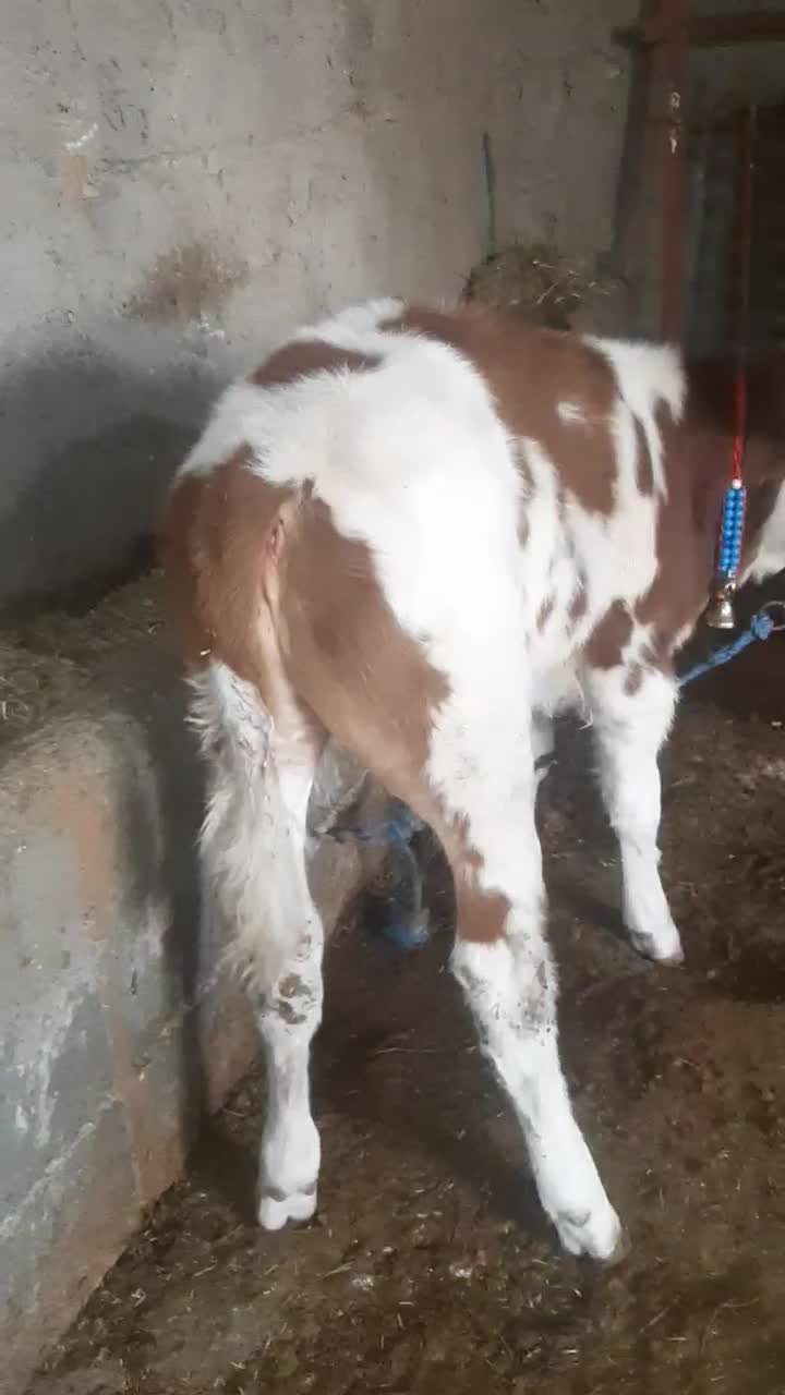 گوساله سیمینتال|حیوانات مزرعه|بروجرد, |دیوار