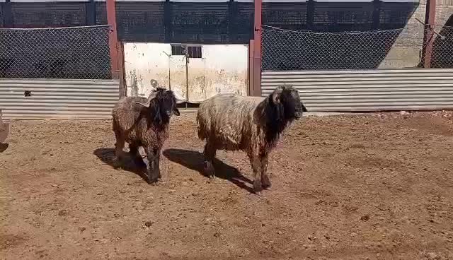 قوچ و بره قوچ|حیوانات مزرعه|شیراز, داریون|دیوار