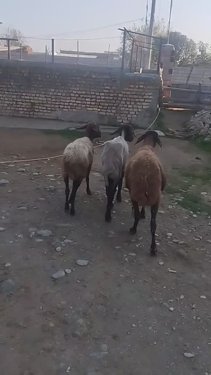 گوسفند|حیوانات مزرعه|سیمین شهر, |دیوار