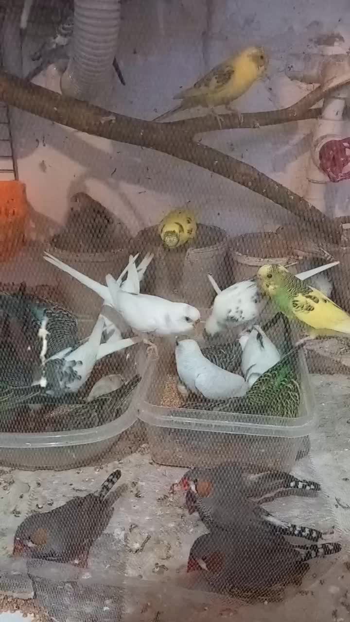 کفتر مرغ عشق فنج گلبسر  قفس عروس هلندی|پرنده|چهارباغ, |دیوار