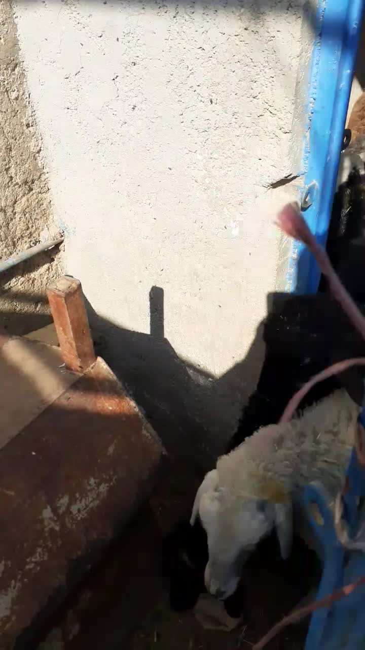 بره بره|حیوانات مزرعه|جوادآباد, |دیوار