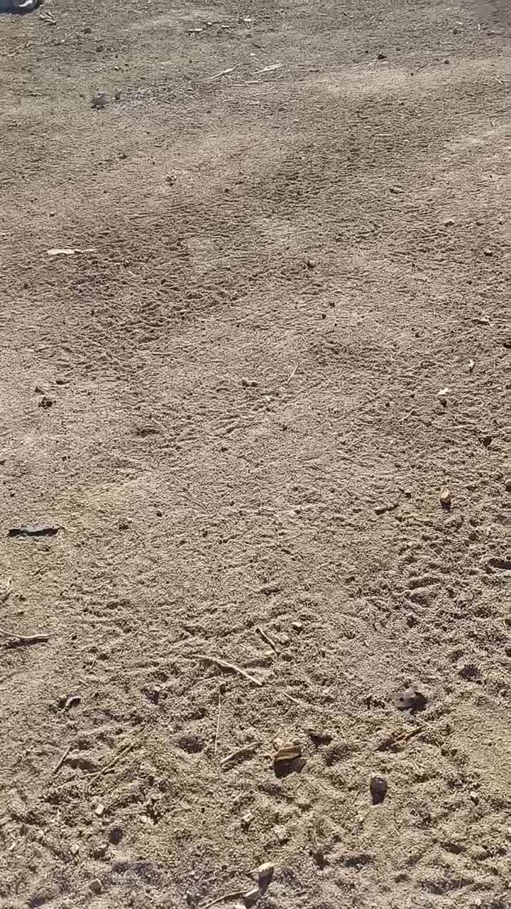 فروش‌ بوقلمون برنز نر ۶ ماهه‌ وزن ۶ تا ۸ کیلو|حیوانات مزرعه|قیدار, |دیوار