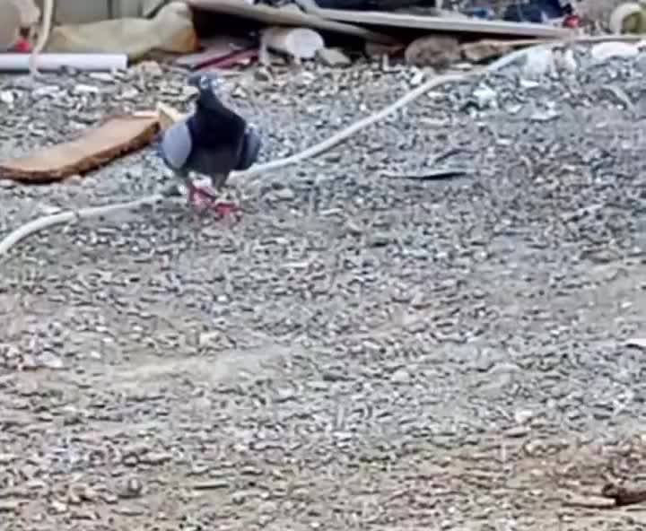 کبوتر|پرنده|کرباسک, |دیوار