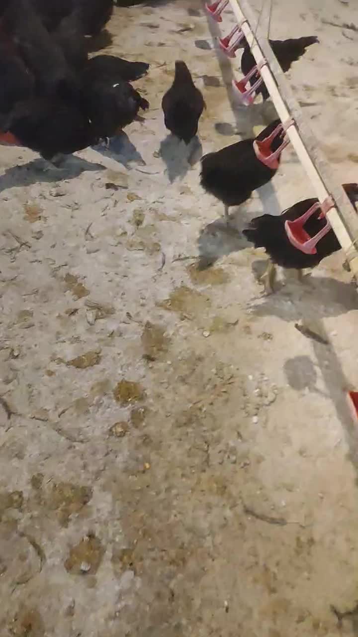 تاقچه گلپایگان 105روزه مرغ خروس سیاه  جوجه جهادی|حیوانات مزرعه|مشهد, وکیل‌آباد|دیوار