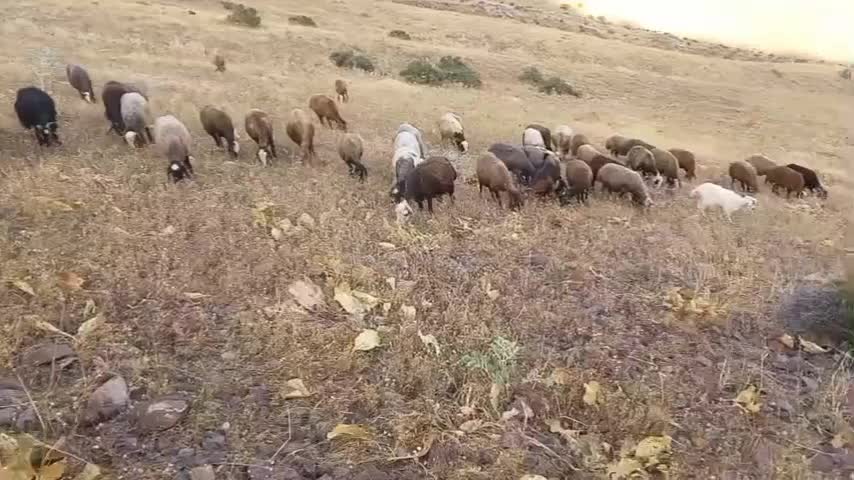 گوسفند ۷۰راس تمام جوان داشتی وابستن|حیوانات مزرعه|سنقر, |دیوار