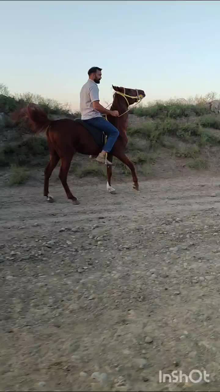 اسب کرد  ۴سالع سواری دار|اسب و تجهیزات اسب‌سواری|پارس‌آباد, |دیوار