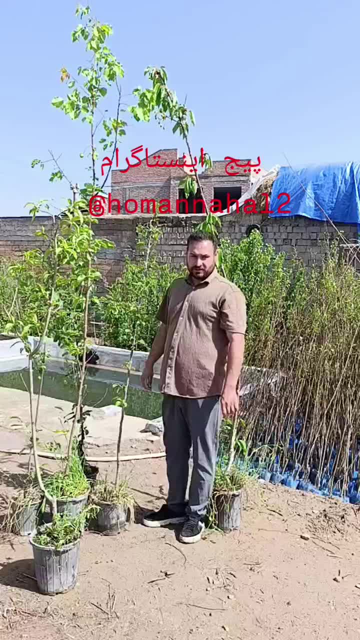 ارقام نهال های زردآلوگلدونی باردهی کرده اماده کاشت|خدمات باغبانی و درختکاری|اصفهان, آزادگان|دیوار