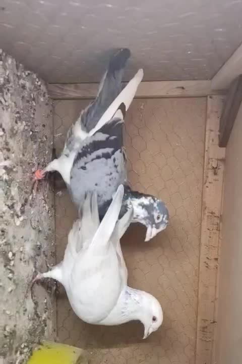 زاجر ، زاجل ،کبوتر زاجر (معاوضه با یک جفت کینگ)|پرنده|حمیدیا, |دیوار