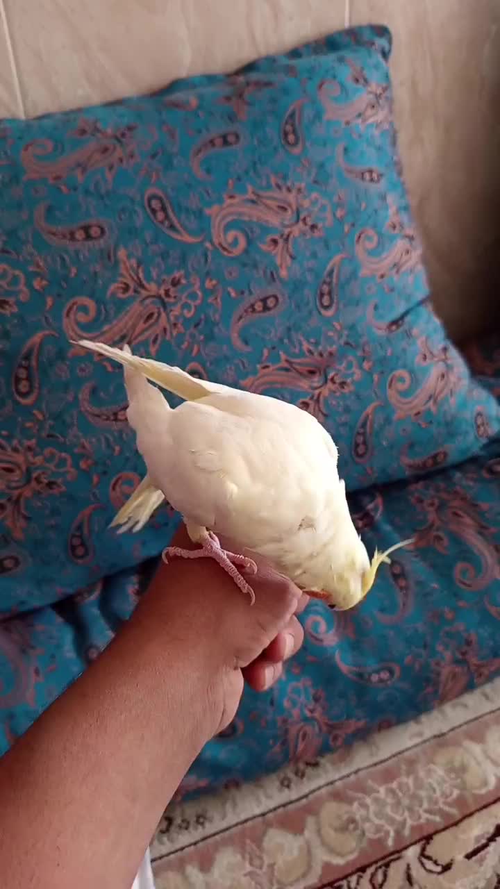 عروس هلندی|پرنده|درمیان, |دیوار