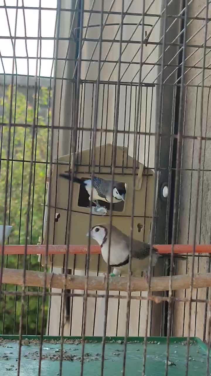 فنچ جغدی قیمت جفت ۲۵۰۰|پرنده|لامرد, |دیوار