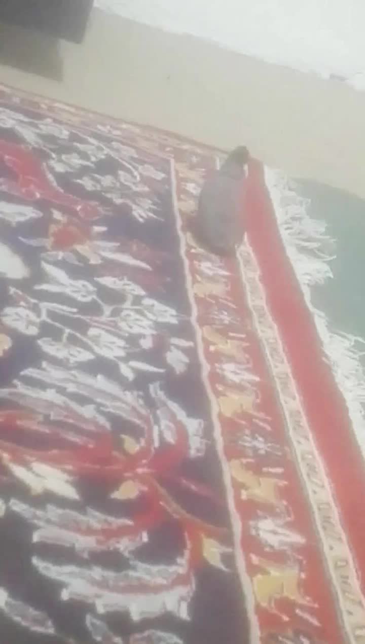 دم زرد مست مست نره|پرنده|بندر ماهشهر, |دیوار