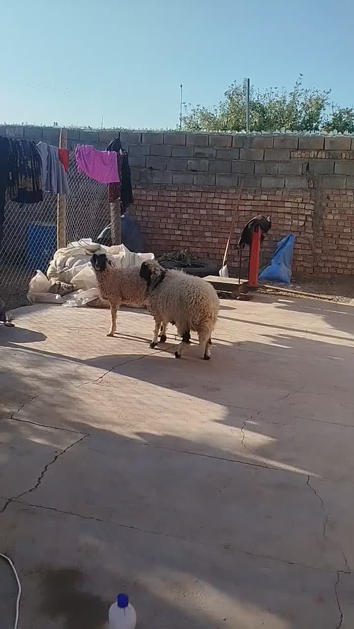 دوراس بره کاور دم شلال ناز|حیوانات مزرعه|زرند, |دیوار