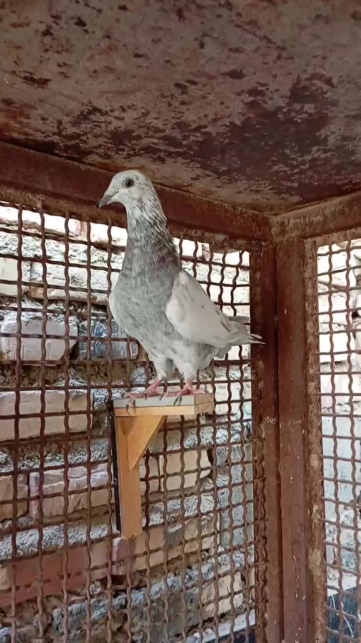 جوانه آلمانی تاختی|پرنده|زابل, |دیوار