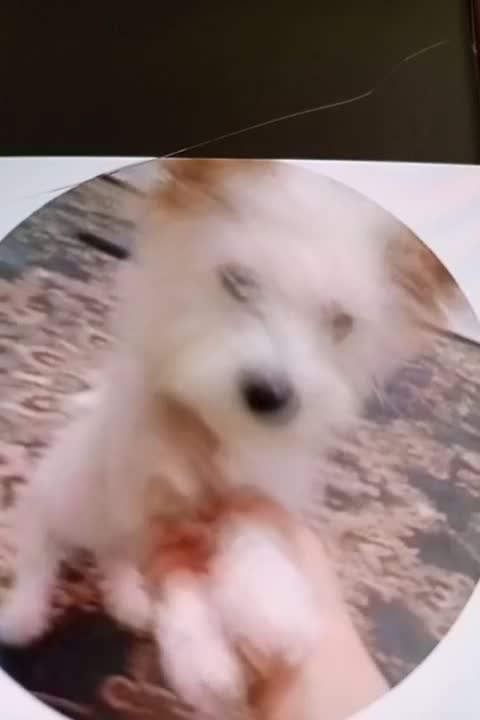 سگ خونگی مالتیز|سگ|اسلام‌شهر, شهرک واوان|دیوار